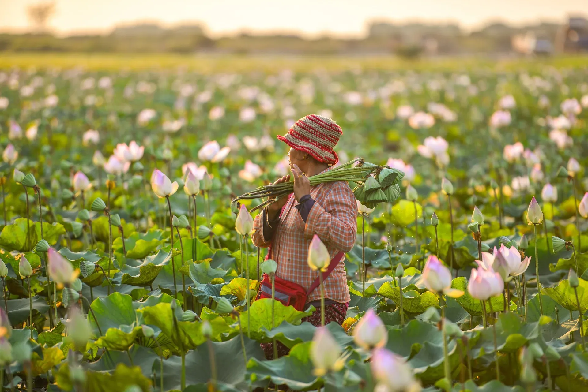 A woman harvesting lotus flowers in a field at sunset