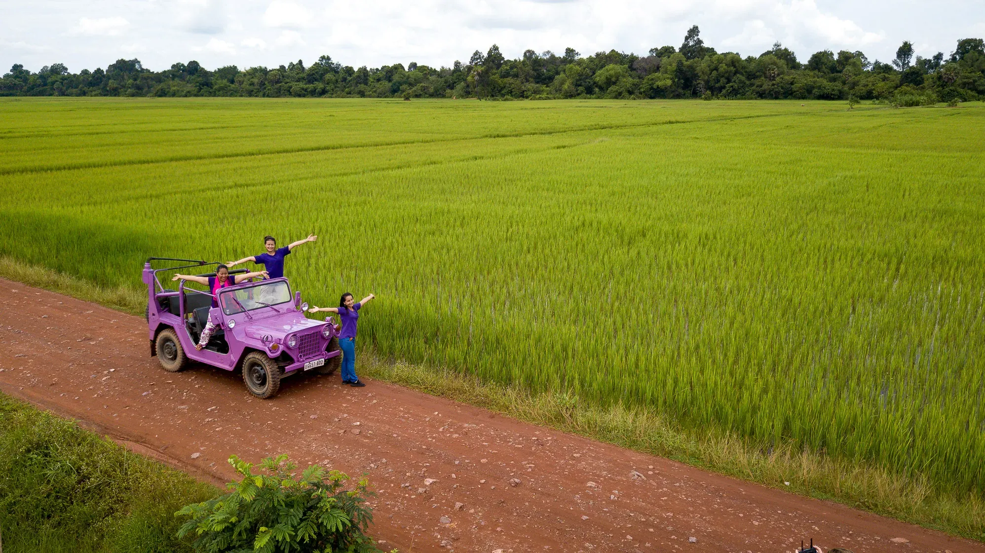 Rice fields in the Siem Reap countryside
