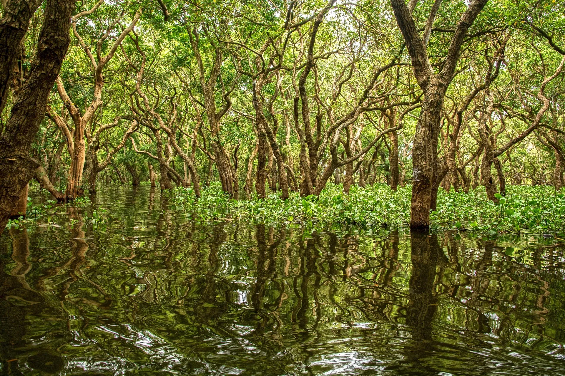 The flooded forest at Kompong Phluk, trees standing in the water
