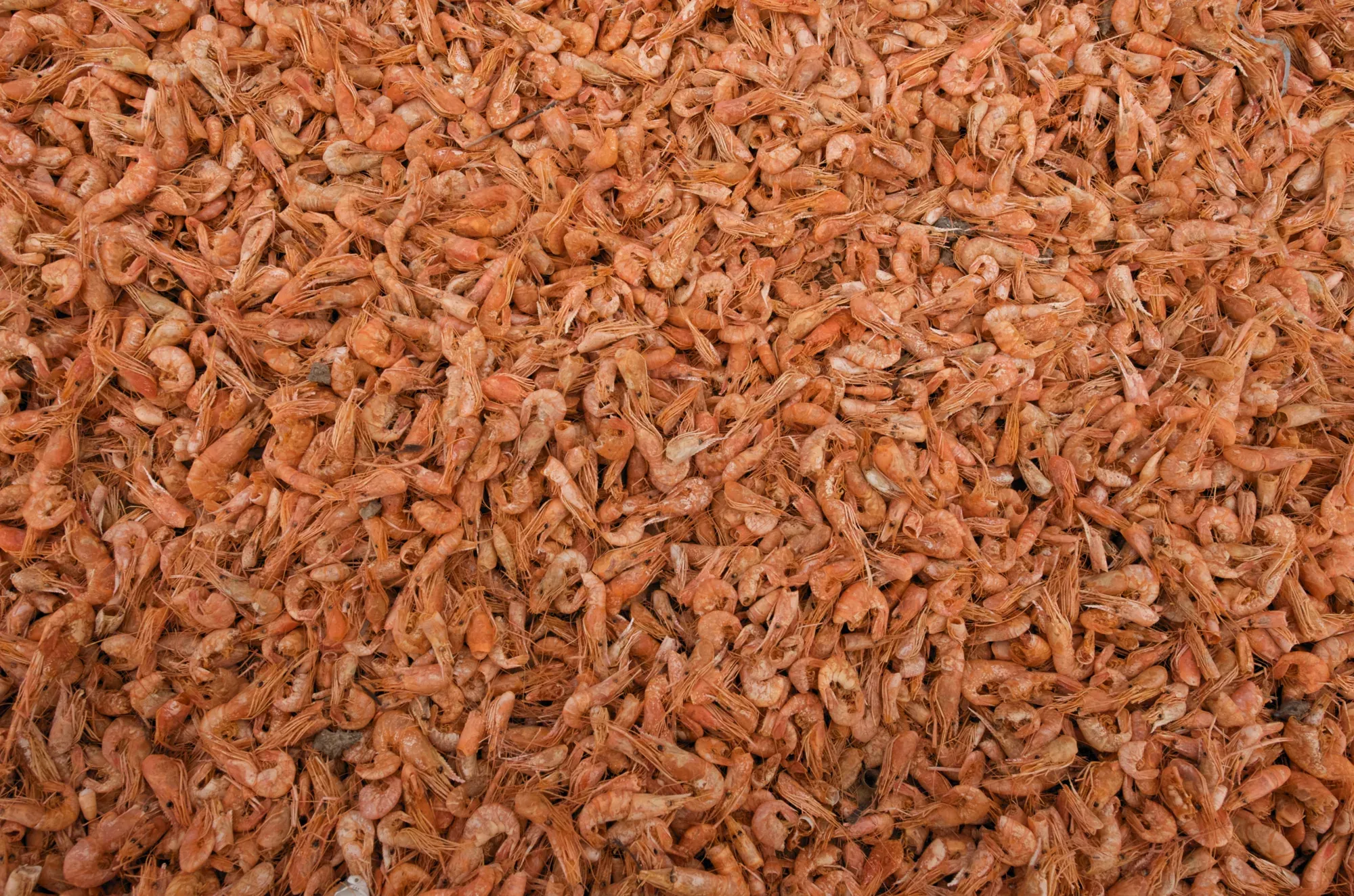 Dried shrimp from the lake