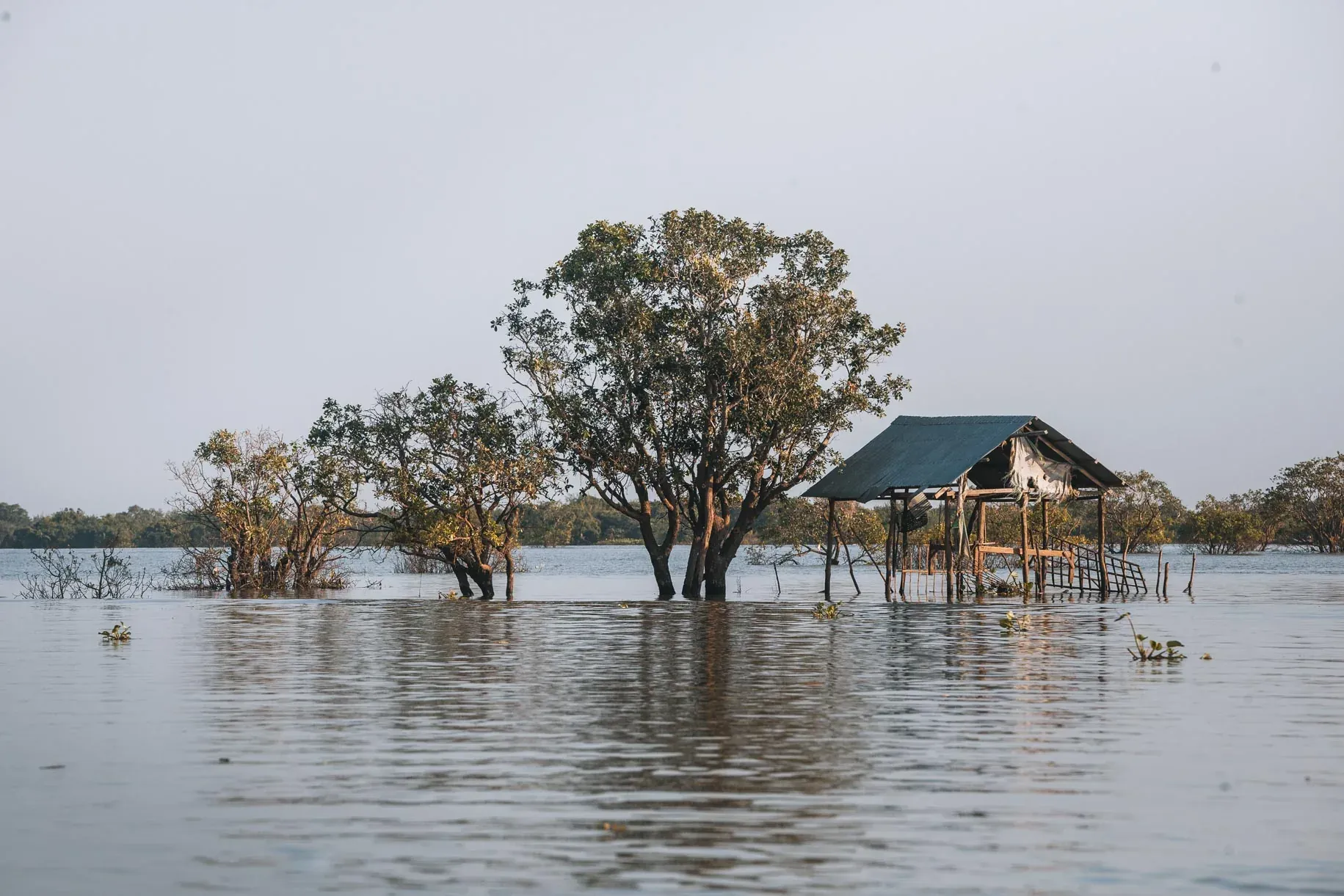 Flooded trees around a house on Tonle Sap Lake